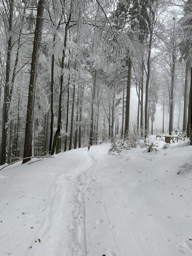 Hirschenstein Berglauf: Jugendlauf
