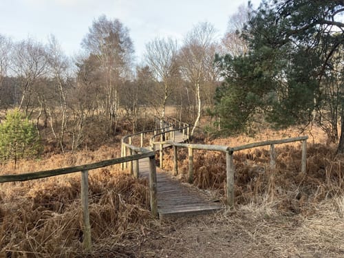Zandbergen - Herkenbosscherheide - Meinweg