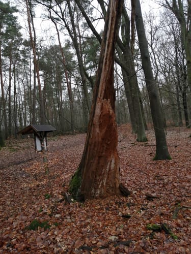 Rund um das Naturschutzgebiet Bagower Bruch