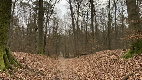 Tegeler Forst Rundweg