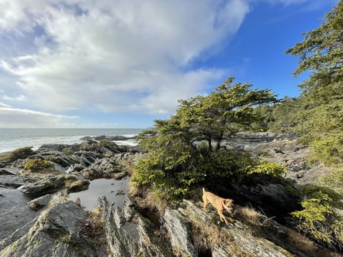 10 Best trails and hikes in Port Renfrew AllTrails