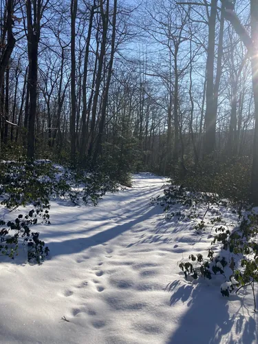 10 Best Hikes and Trails in Bald Eagle State Forest | AllTrails