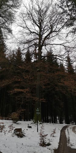 Rund um Aue: Niederlößnitz - Bad Schlema