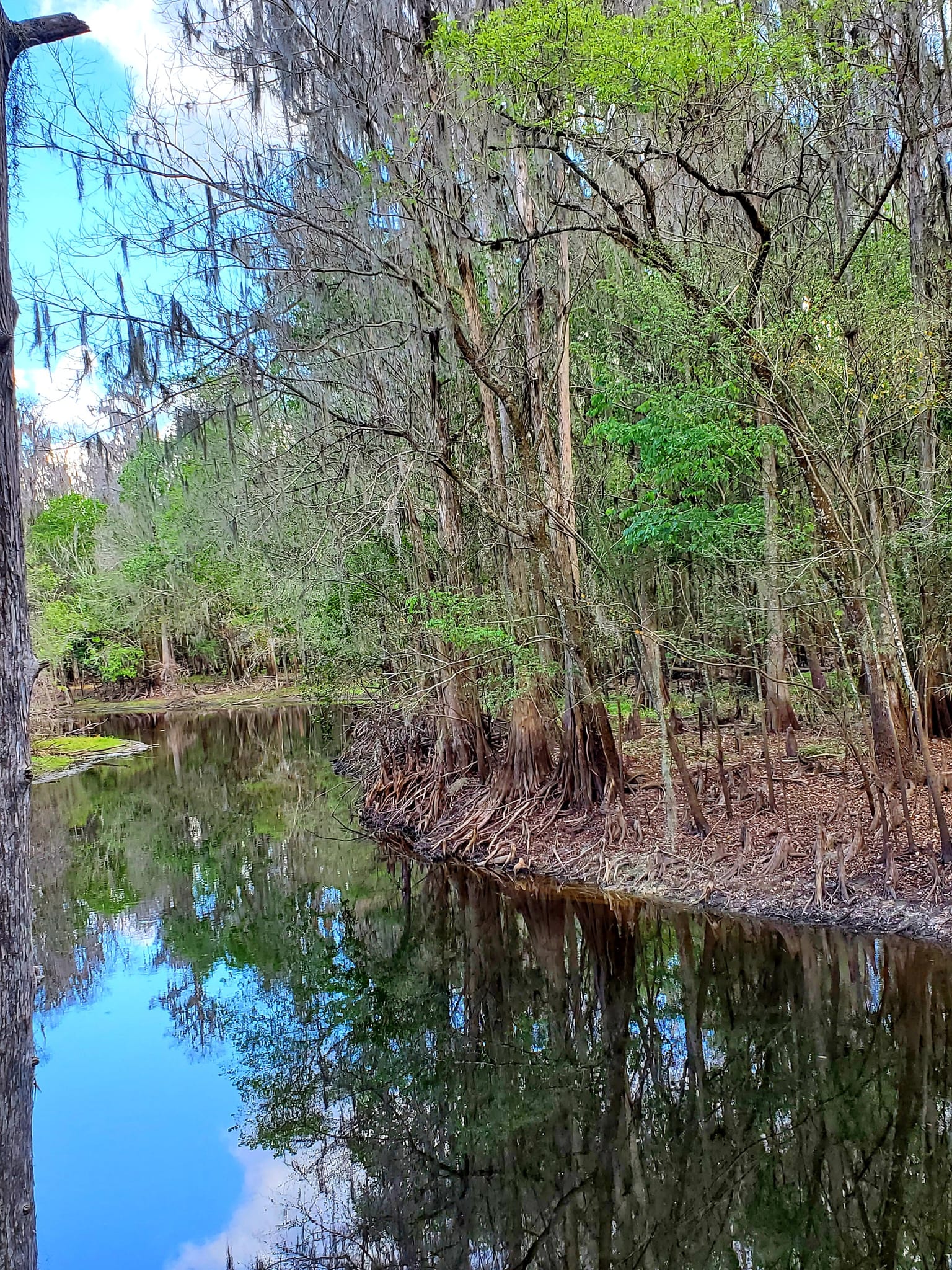 Photos of Mosaic Peace River Park, Florida trails | AllTrails