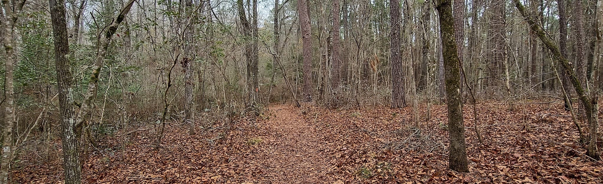 Lynches River Loop 86 Reviews, Map South Carolina AllTrails