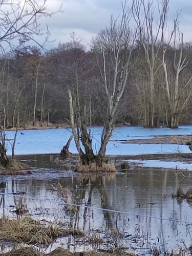 Naturschutzgebiet Weidewiesen-Oberwald bei Erlensee ab Limespark