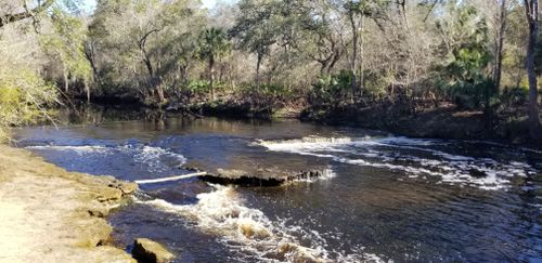 are dogs allowed at steinhatchee falls