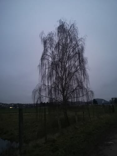 Böddiger Fischteiche