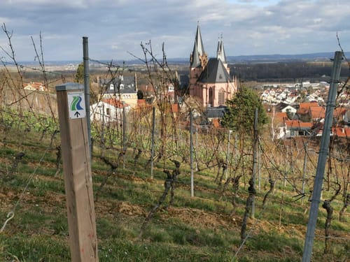 RheinTerrassenWeg Etappe 4: Guntersblum - Ludwigshöhe - Dienheim - Oppenheim