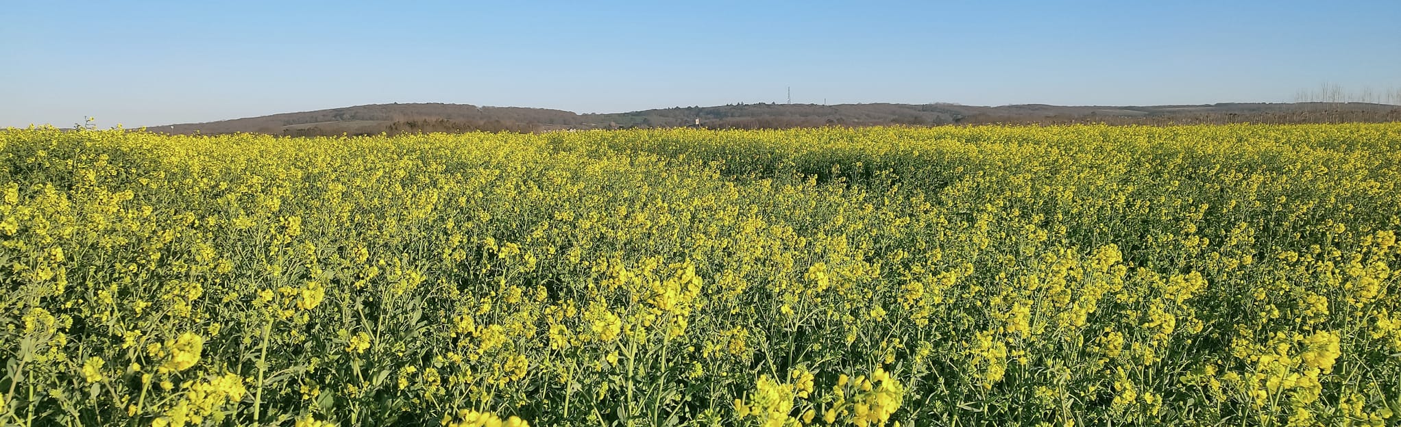 Hernhill Graveney Circular, Kent, England 8 Reviews, Map AllTrails