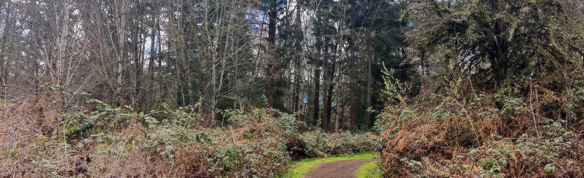 Coal Creek Trail 1733 Reviews, Map Washington AllTrails