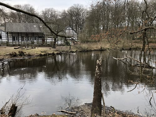 Birgeler Urwald (Wasser.Wander.Wald.)