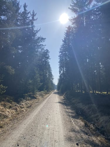 Durch den Manteler Forst