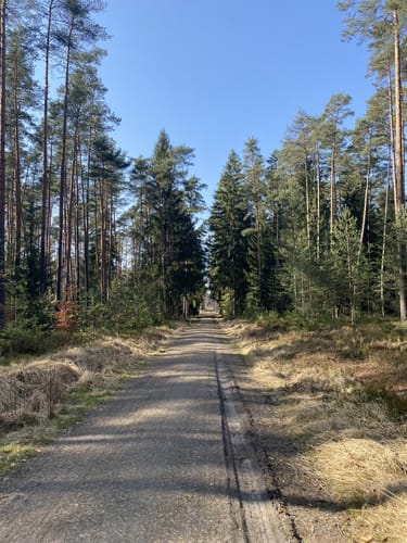 Durch den Manteler Forst