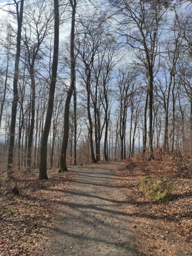 Rundwanderweg Seeheim-Jugenheim Friedensquelle 6: Galgen-Weg