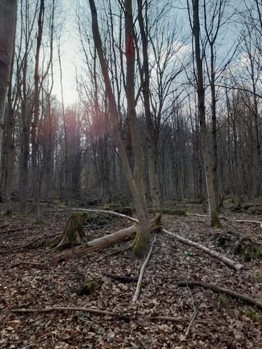 Burschelberg Runde