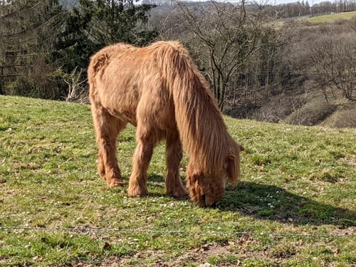 Um den Wildpark Schmidt
