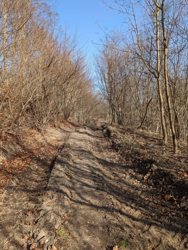 Reitlingswiesen-Rundweg (Elm RW 30)