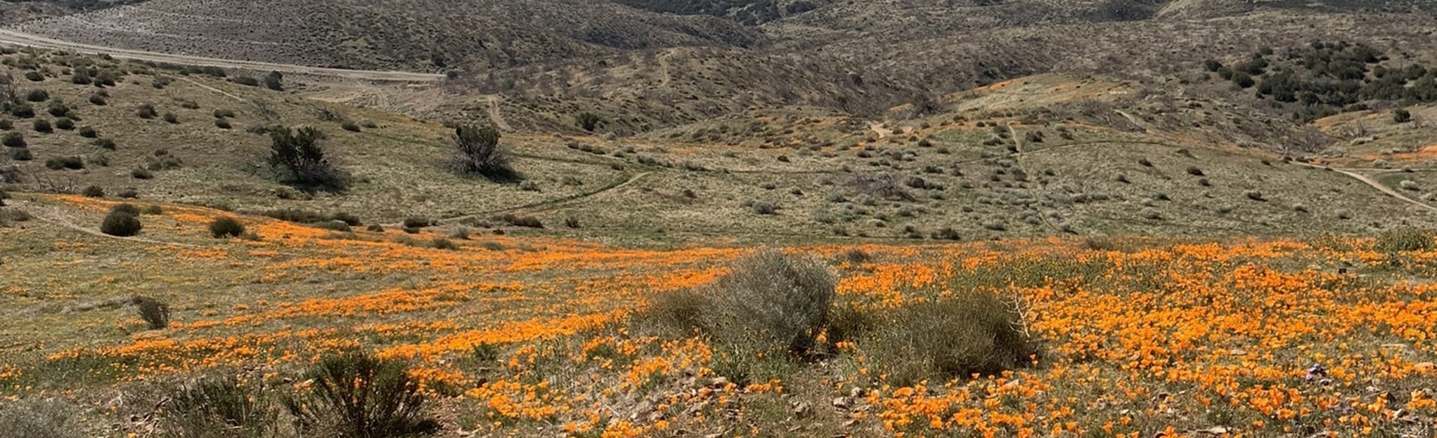 Ritter Ridge and Joshua Ranch Loop - California | AllTrails