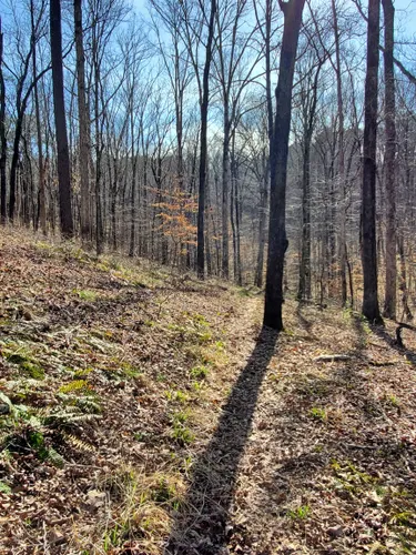 Best 10 Hikes And Trails In William B Bankhead National Forest | AllTrails