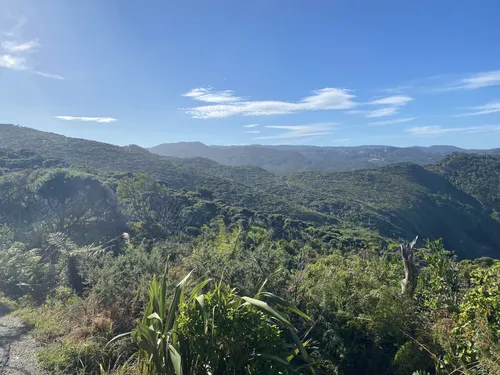 10 Best Hikes and Trails in Waitakere Ranges Regional Park | AllTrails