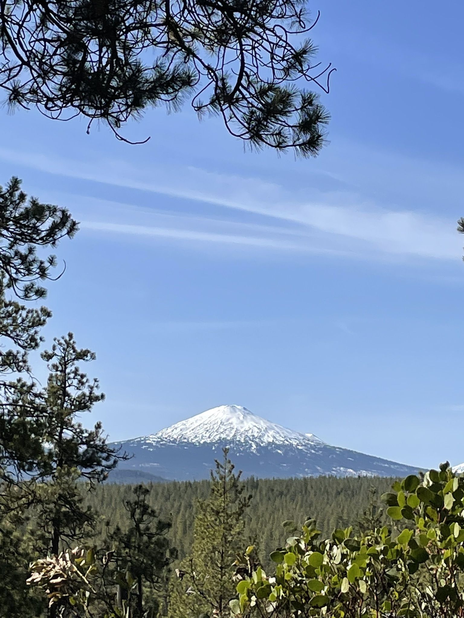 Oregon Trail Alkanet Root Natural Colorant – Oregon Trail Soapers