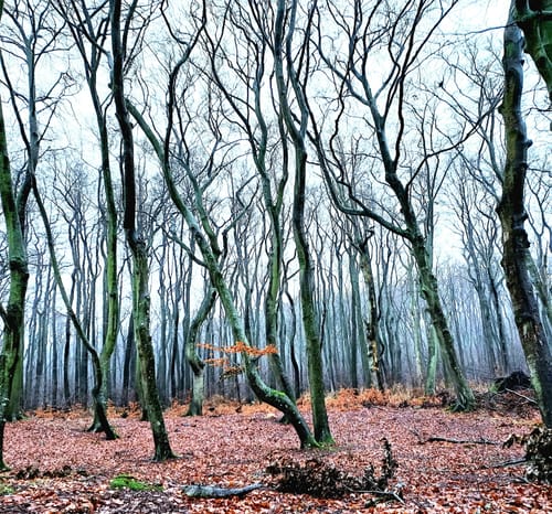 Von Prerow zum Darßer Weststrand