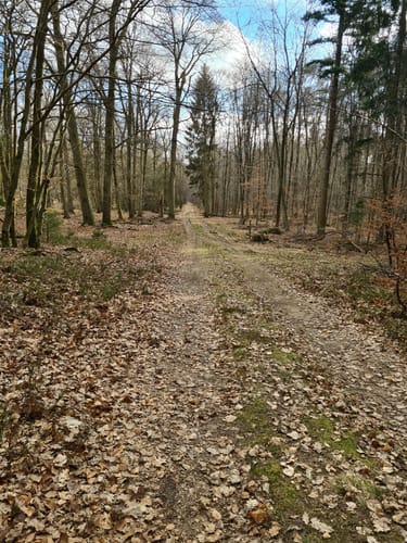 Südheide 'Der Urwald im Lüß' W8m (mittlere Tour)