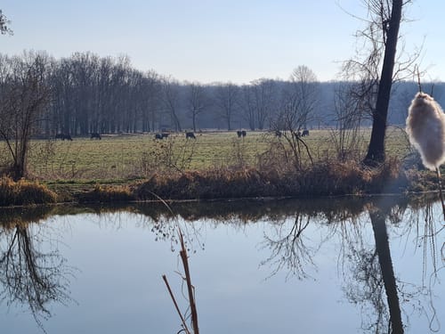 Schloss Tiefenau und Tiefenauer Teiche