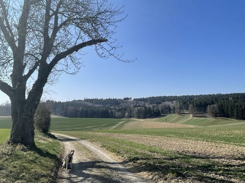 St. Wolfgang - Klosterholz Runde