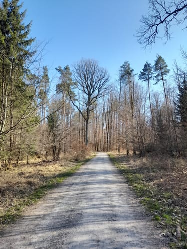 Holzgerlinger Wald