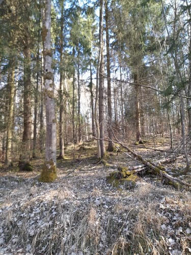Holzgerlinger Wald