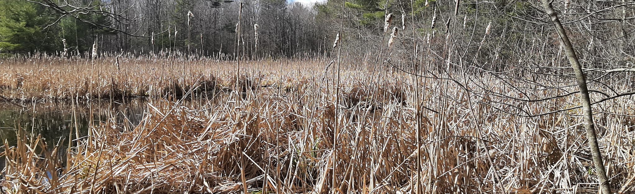 AllTrails Graces Woods Trail, Old Farm Road Trail, and Friendship