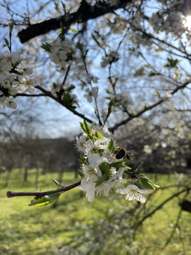 Wanderweg 9 – Teuringer Bächlespfad
