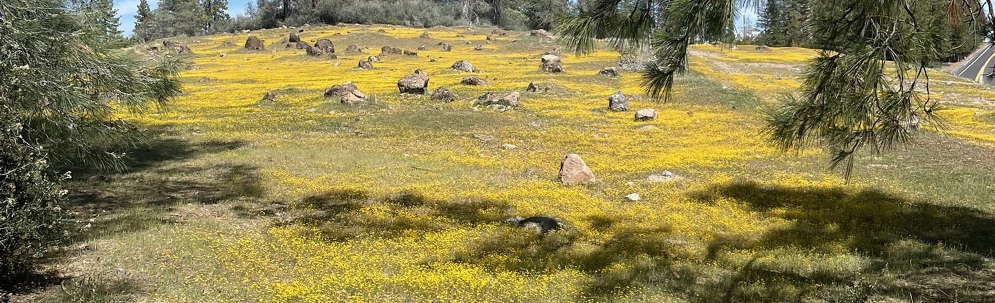 Twaine Harte Old Railroad Grade, California 80 Reviews, Map AllTrails
