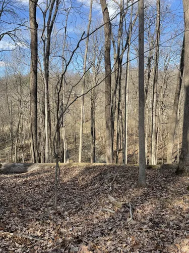 Backpacking at the Salamonie  Country roads, Tree, Backpacking