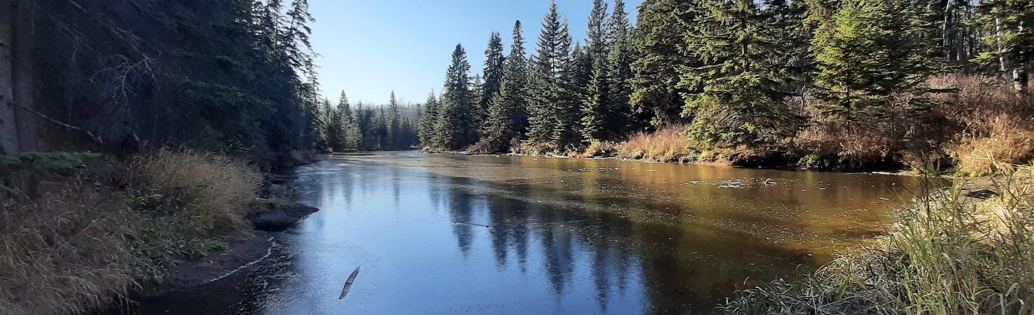 Mactaggart Sanctuary Path 556 Reviews, Map Alberta, Canada AllTrails