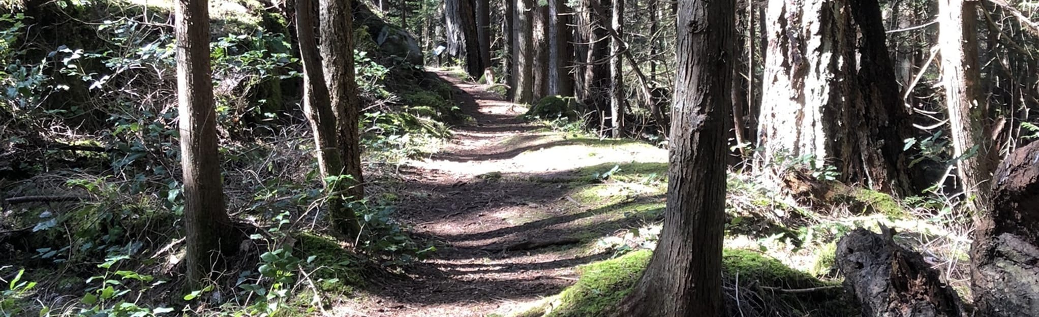 Northwood Trail Enchanted Hill Viewpoint 6 Reviews, Map British Columbia, Canada AllTrails