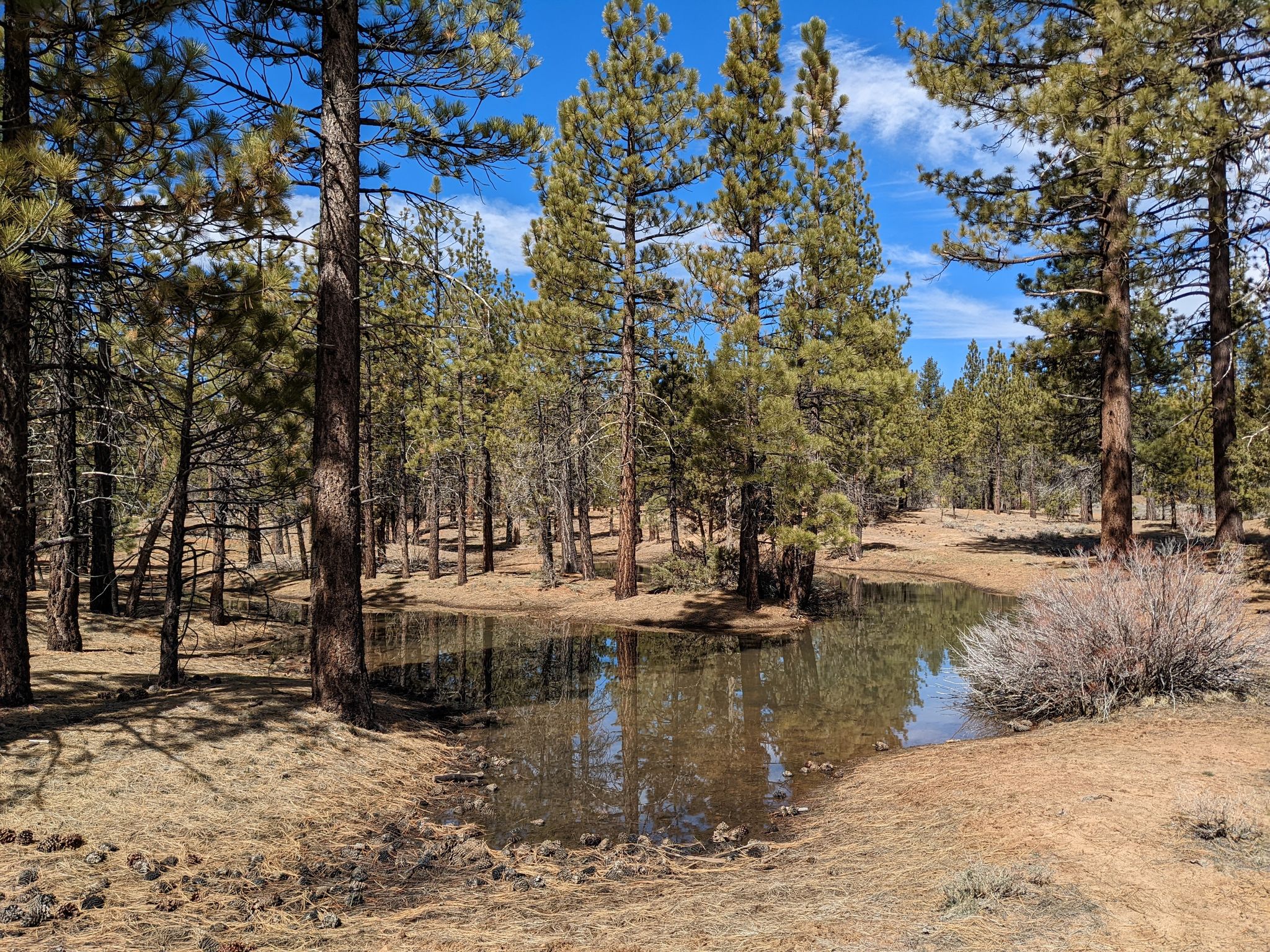 Photos of Holcomb Valley Campground 3N s California AllTrails