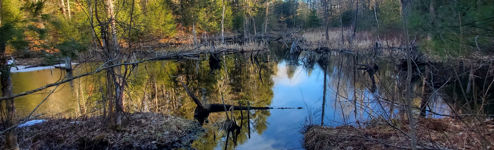 Wildflower Trail Maine AllTrails