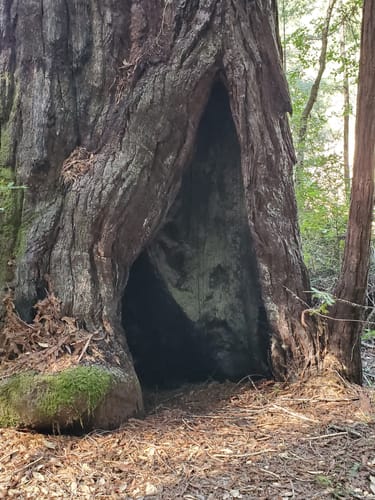 Best Hikes and Trails in Angelo Coast Range Reserve AllTrails