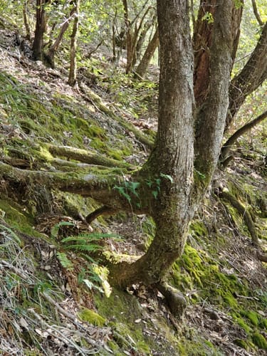 Best Hikes and Trails in Angelo Coast Range Reserve AllTrails