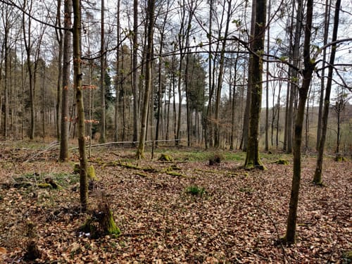HeimatSpur Wald-Wohlfühl-Weg