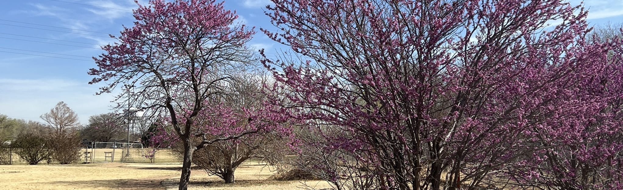 Lubbock Memorial Arboretum, Texas 8 Reviews, Map AllTrails