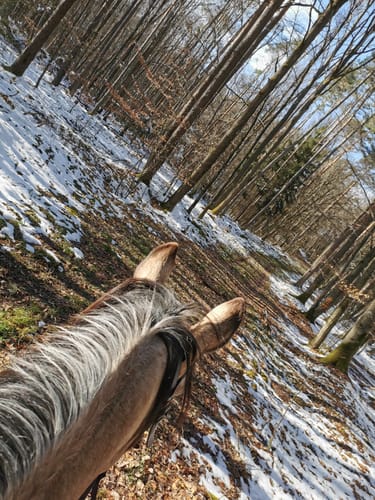 Wald und Feld zwischen Theinheim und Prölsdorf