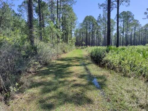 Best Hikes and Trails in Santa Fe Swamp Wildlife and Environmental Area ...