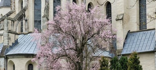 Kölner Weg Etappe 7: Kloster Marienthal - Heimborn