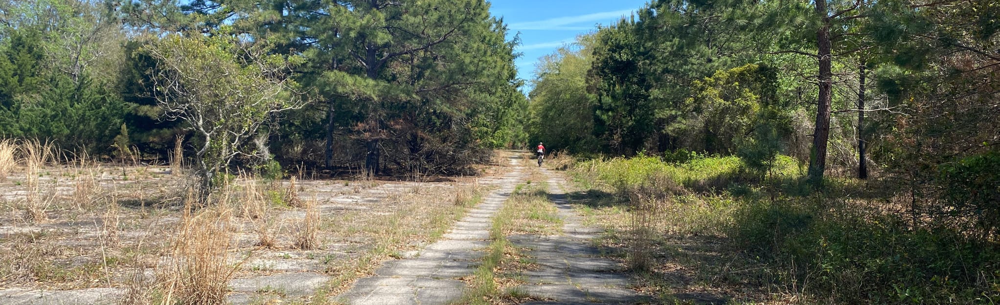 Harris Neck Airport Trail | Map, Guide - Georgia | AllTrails