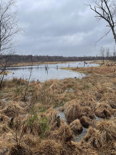 Naturschutzgebiet Wittmoor von Duvenstedt