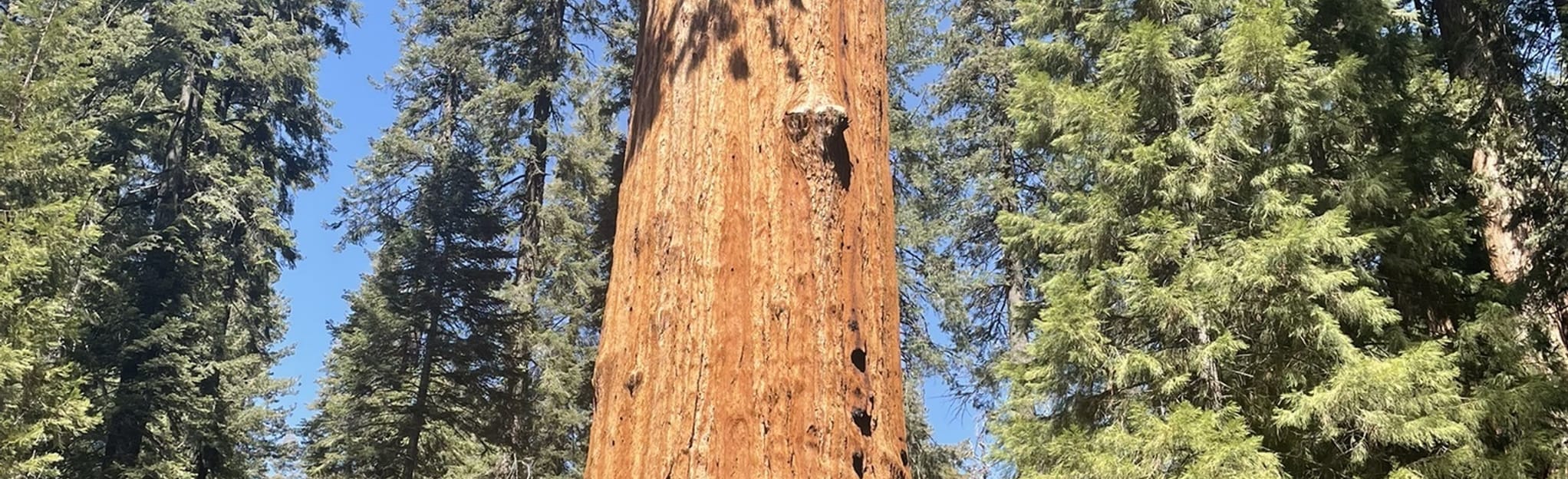 Lodgepole to Sherman Tree 90 Reviews, Map California AllTrails